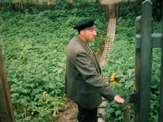 Любовь и голуби (1984) Любовь и голуби (1984)